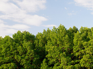 Obraz premium ​Lush green tree canopy against a clear blue sky with soft clouds. Scenic tropical forest landscape, perfect for nature and environmental backgrounds