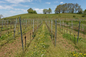 Fototapeta premium Baden-Württemberg - Kaiserstuhl - Weinberge - Rebstöcke