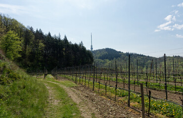 Obraz premium Baden-Württemberg - Kaiserstuhl - Weinberge - Rebstöcke