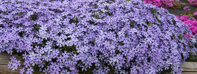 こんもりと咲いた紫色のシバザクラのグラフィック素材