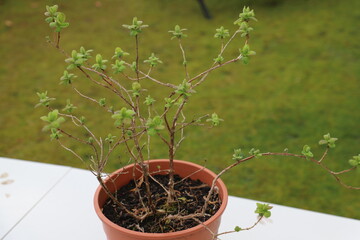 A flower in a por outdoors starting a new life in spring