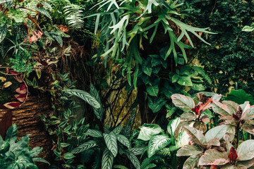 A wonderful view of the variety of tropical plants in the garden. © Nataliya