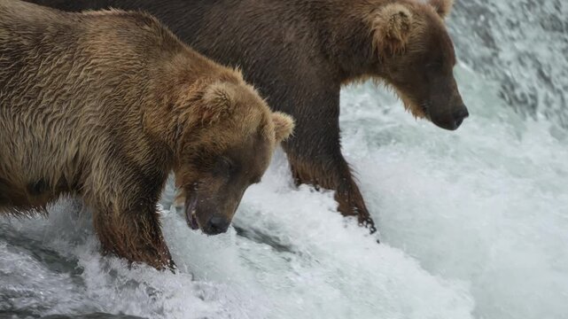 Brown Bear Divot 854 missing a Sockeye Salmon at Brooks Falls - Slow Motion - Part 1