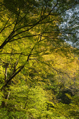 Obraz premium 日本 岡山県真庭市にある神庭の滝自然公園内の紅葉