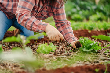 Close-up of a farmer's hands planting young lettuce seedlings in a garden bed with fertile soil.