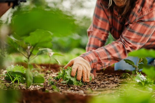 Female gardener planting fresh lettuce in an organic vegetable garden bed.