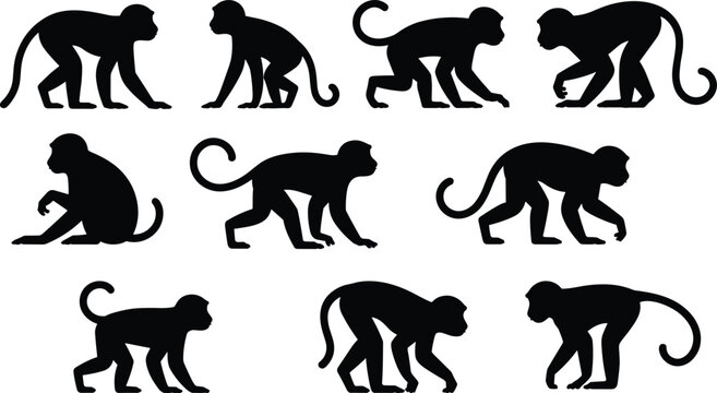 Monkey silhouette pose collection featuring walking sitting and crawling primates for wildlife icons logos illustrations vector set design