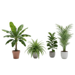 Fototapeta premium Four distinct houseplants displayed in matching pots for indoor decoration. isolated on transparent background