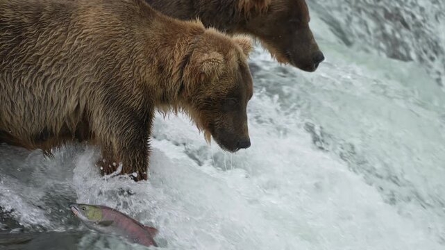 Brown Bear Divot 854 catching a Sockeye Salmon at Brooks Falls - Slow Motion - Part 2