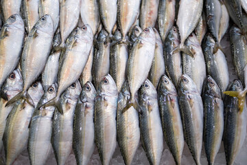 Obraz premium Fresh seafood on ice. A fish market in the UAE, fresh catch on the shelves. Seafood caught this morning awaits its buyers. Seafood chilled on ice preserves its freshness.