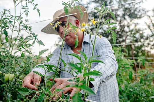 Senior male farmer in a straw hat tending to organic tomato plants in a vegetable garden