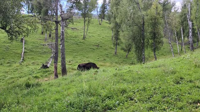European bisons or Bison bonasus in Altai walking through a birch grove. Slow motion video.