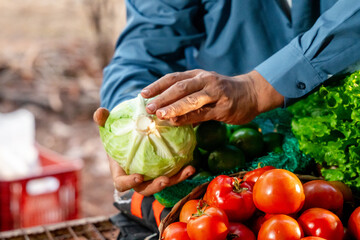Close-up of Hands Holding a Fresh Cabbage at a Farmer's Market with Tomatoes
