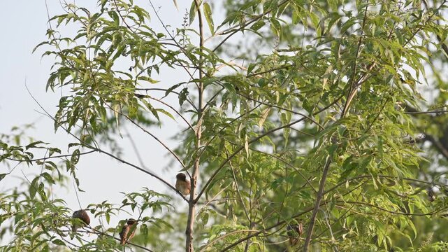 Scaly-breasted munia&nbsp;or&nbsp;spotted munia bird. Its common name is&nbsp;Lonchura punctulata, nutmeg mannikin and&nbsp;spice finch. It is a&nbsp;sparrow-sized&nbsp;estrildid finch&nbsp;native to tropical Asia. Small birds sitting 
