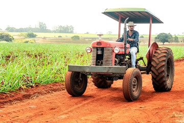 Obraz premium Farmer driving a vintage red tractor on a dirt road next to a sugarcane field