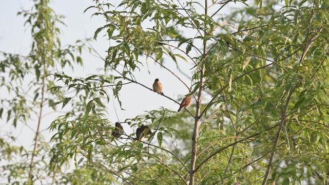 Scaly-breasted munia&nbsp;or&nbsp;spotted munia bird. Its common name is&nbsp;Lonchura punctulata, nutmeg mannikin and&nbsp;spice finch. It is a&nbsp;sparrow-sized&nbsp;estrildid finch&nbsp;native to tropical Asia. Small birds sitting 