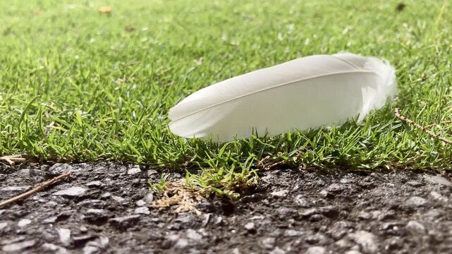 Closeup 4K Slow Motion of White Feather Moving on Grass Near Asphalt