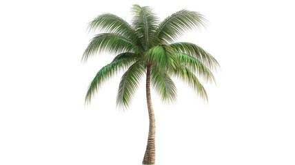 Obraz premium Tropical palm tree isolated on transparent background, perfect for design and print