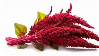 Deep Red Amaranthus Flower Cluster With Trailing Ends Isolated On Transparent Background
