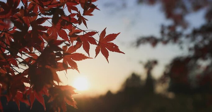 Beautiful autumn landscape with red leaves and warm evening sunbeams.