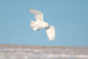 Snowy Owl Flying in Winter land