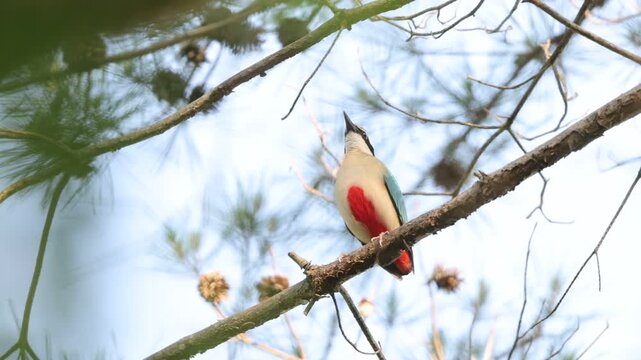 Fairy pitta (Pitta nympha) in Japan