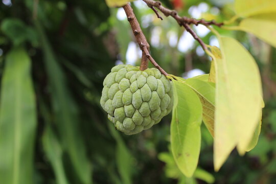 fruit of sugar apples or sweetsops or custard apples(Annona squamosa)