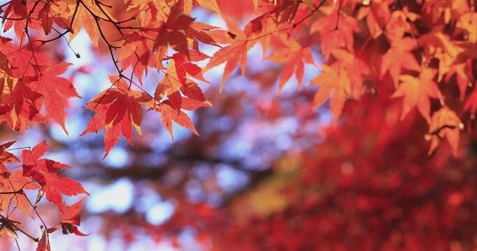 Beautiful autumn landscape with red leaves and warm evening sunbeams.