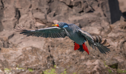 Cormor&aacute;n gris en vuelo