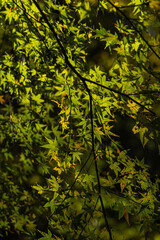 日本　岡山県真庭市にある神庭の滝自然公園内の紅葉