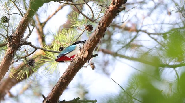 Fairy pitta (Pitta nympha) in Japan
