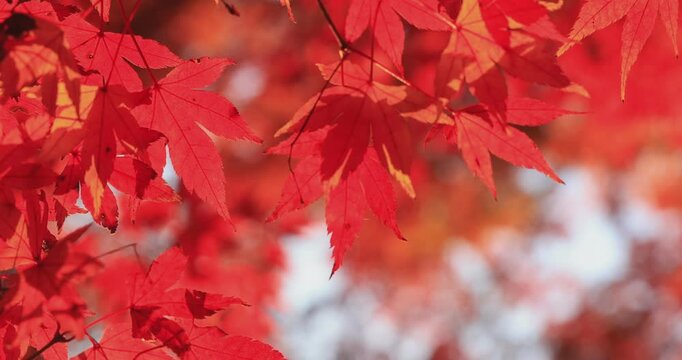 Beautiful autumn landscape with red leaves and warm evening sunbeams.