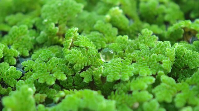 Red duckweed as animal feed.