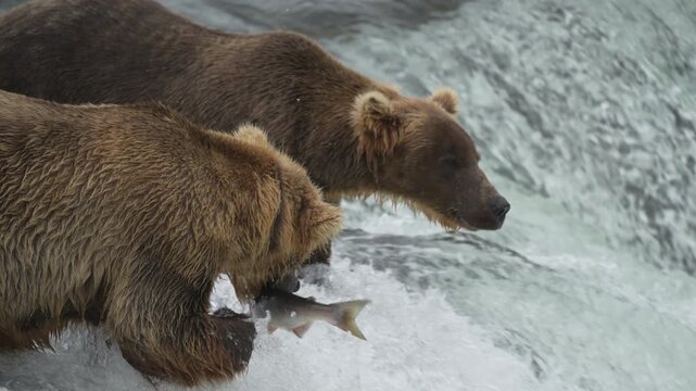 Brown Bear Divot 854 with a Sockeye Salmon at Brooks Falls - Slow Motion - Part 3