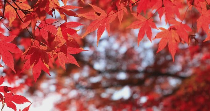 Beautiful autumn landscape with red leaves and warm evening sunbeams.