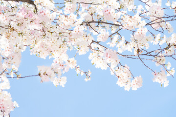 카피공간이 있는 하늘과 만발한 벚꽃나무