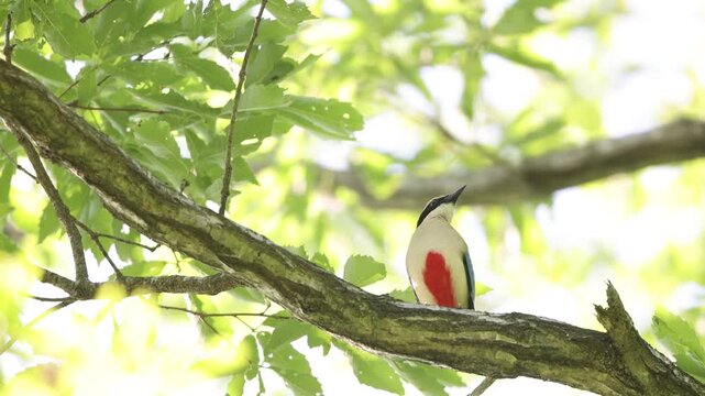 Fairy pitta (Pitta nympha) in Japan