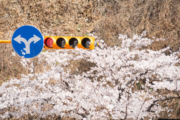 신호등과 만발한 벚꽃나무