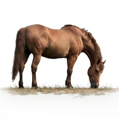 Obraz premium Calm Brown Horse Grazing Peacefully in Open Field.
