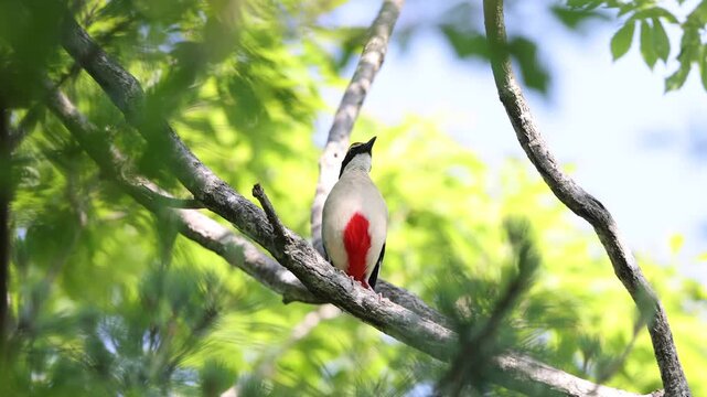 Fairy pitta (Pitta nympha) in Japan