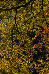 Obraz premium 日本 岡山県真庭市にある神庭の滝自然公園内の紅葉