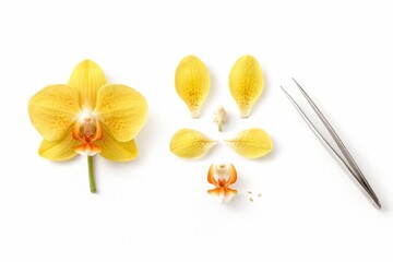 Yellow orchid blooms arranged as dissection study one intact and one separated into petals and parts studio photo isolated on white background