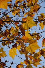 Golden sycamore leaves glowing in the warm afternoon sunlight