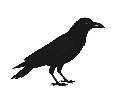 crow on a white background
