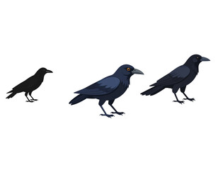 Fototapeta premium crow on a white background