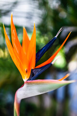 bird of paradise flower in tropical australian backyard with palm trees