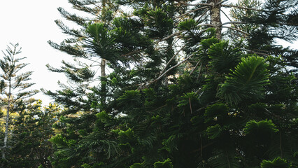 Beautiful lush green pine tree branches in a natural forest environment with soft sunlight filtering through. Ideal for nature backgrounds