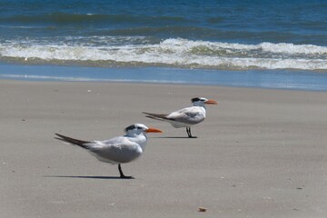 Royal tern seabirds on ocean background in Atlantic coast of North Florida