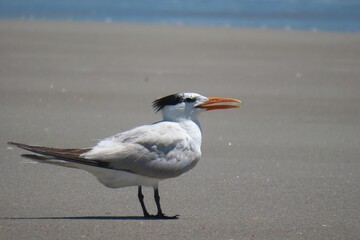 Royal tern seabird on the beach in Atlantic coast of North Florida