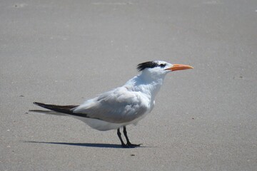 Royal tern seabird on sand background in Florida beach